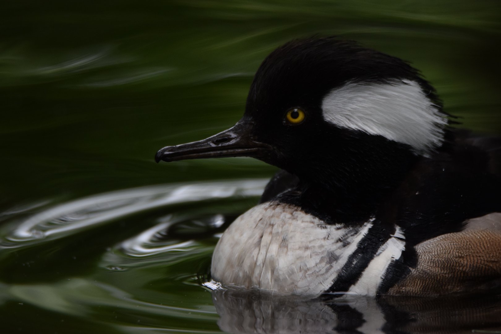 [May 2021] Cypress Swamp- hooded merganser