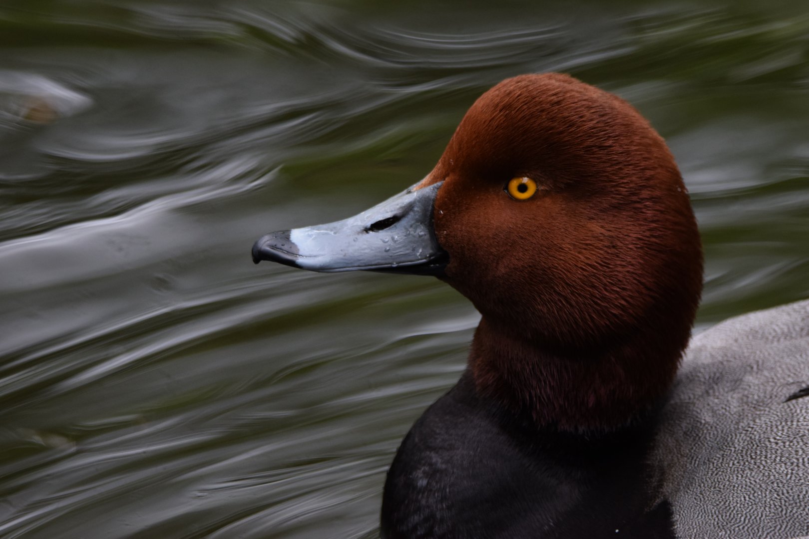 [May 2021] Cypress Swamp- Redhead (Aythya americana)