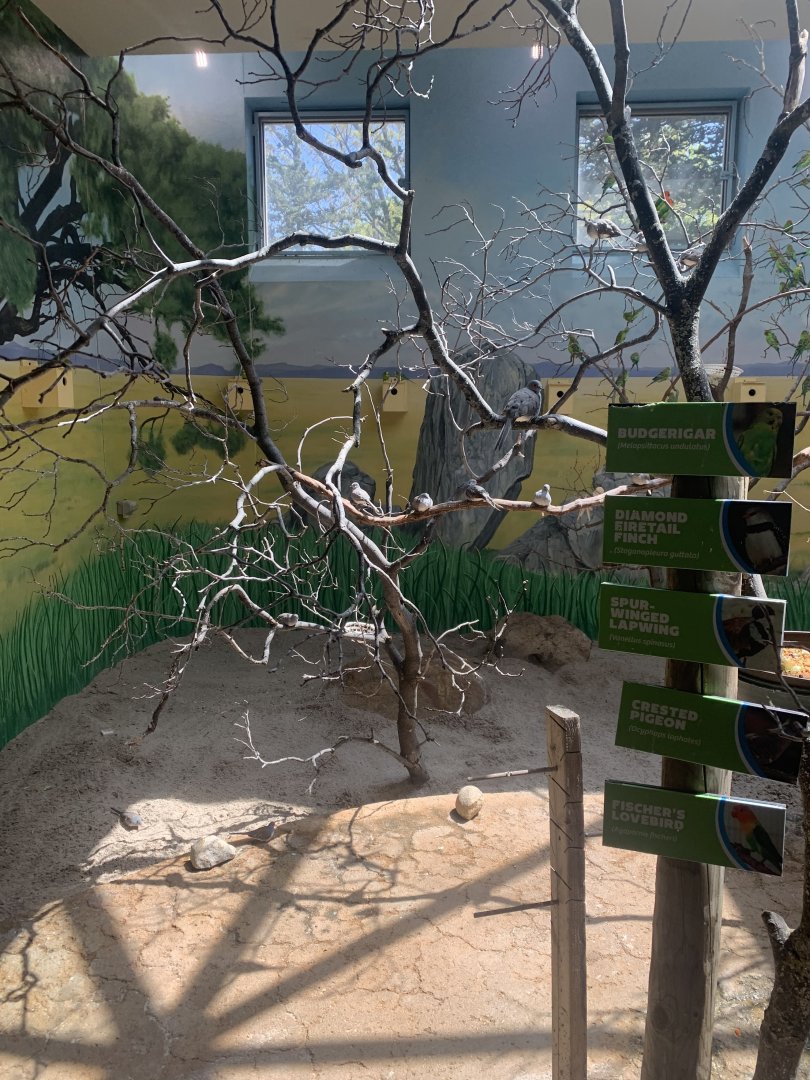 May 2021- Diamond doves, budgerigars, and Fischer’s lovebirds.