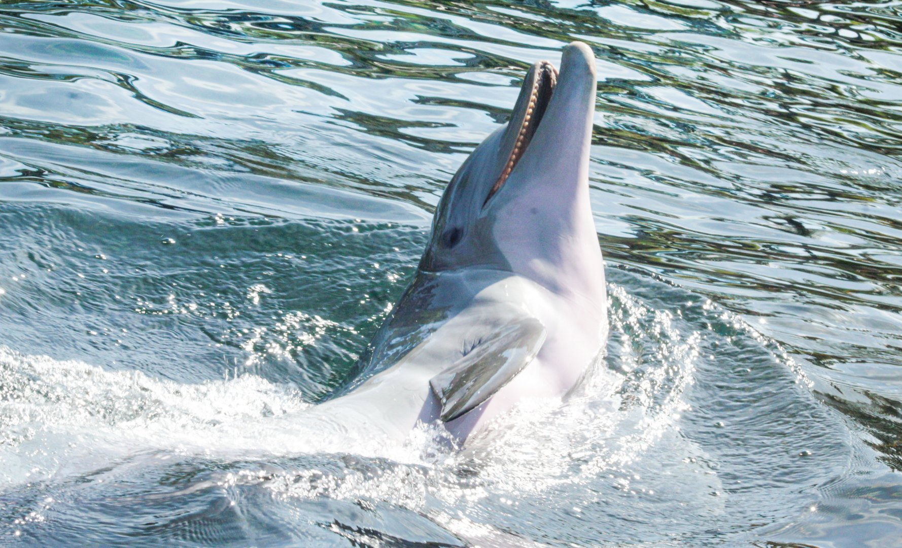 May. 2021 - Dolphin Cove - Bottlenose Dolphin