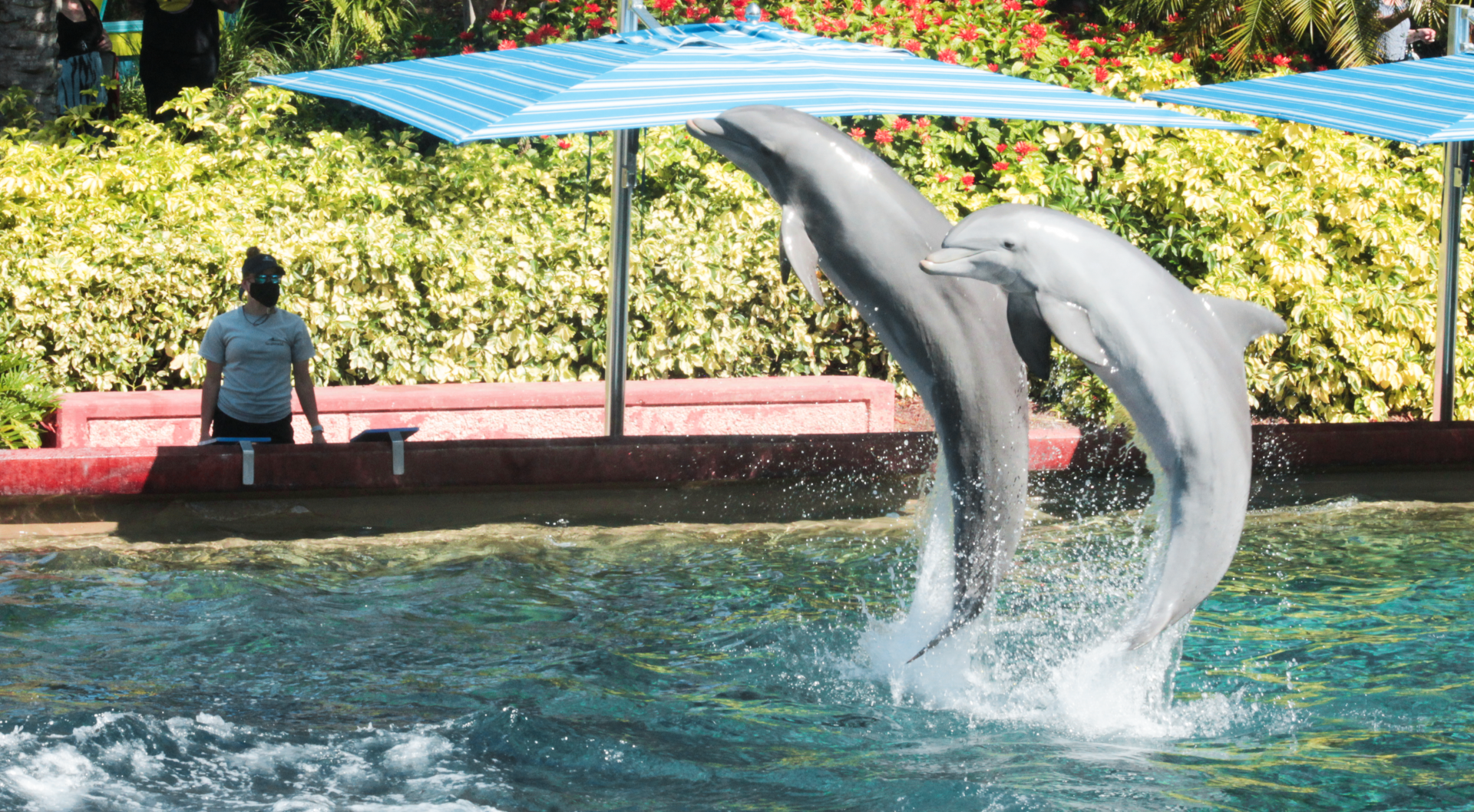 May. 2021 - Dolphin Cove - Demonstration