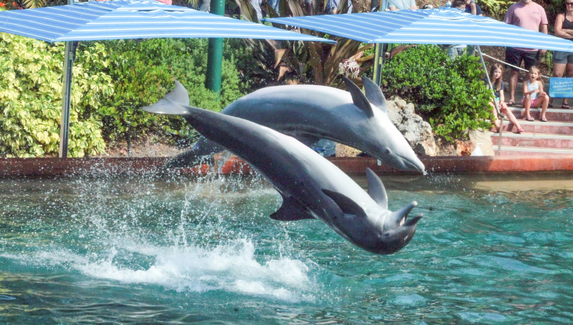 May. 2021 - Dolphin Cove - Demonstration