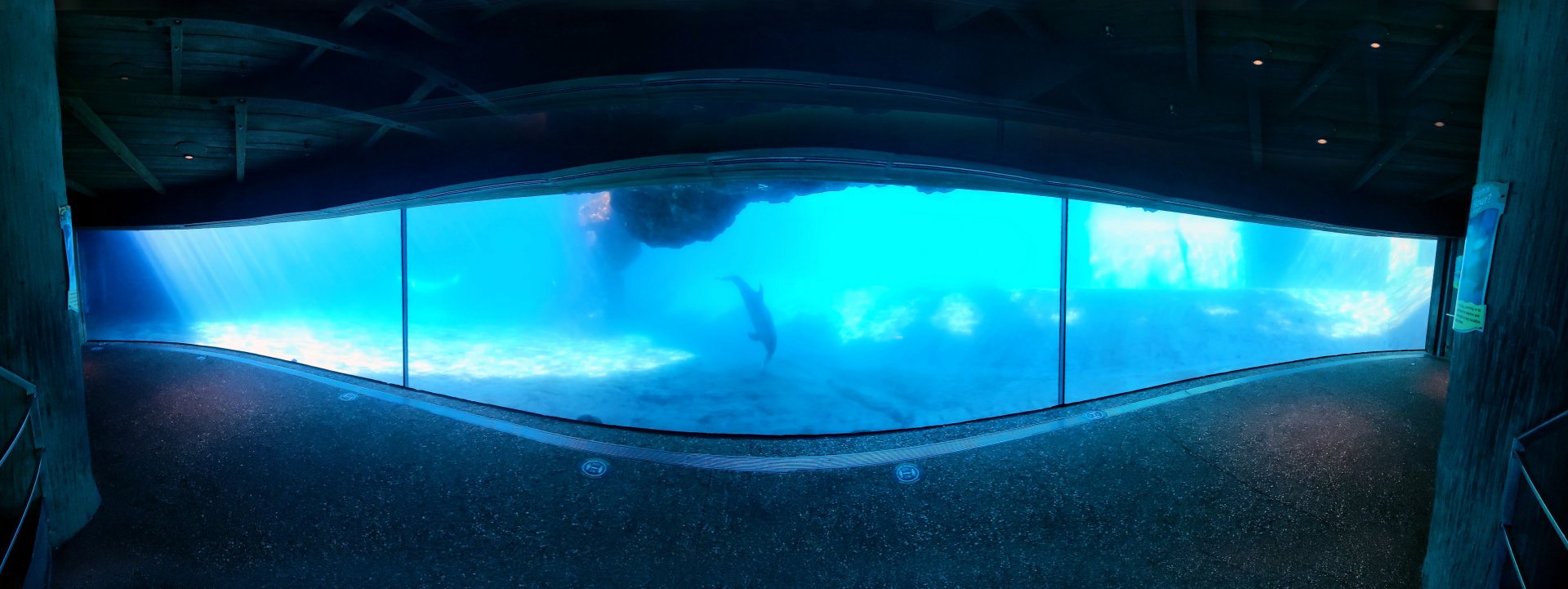 May. 2021 - Dolphin Cove - Underwater Viewing Panorama