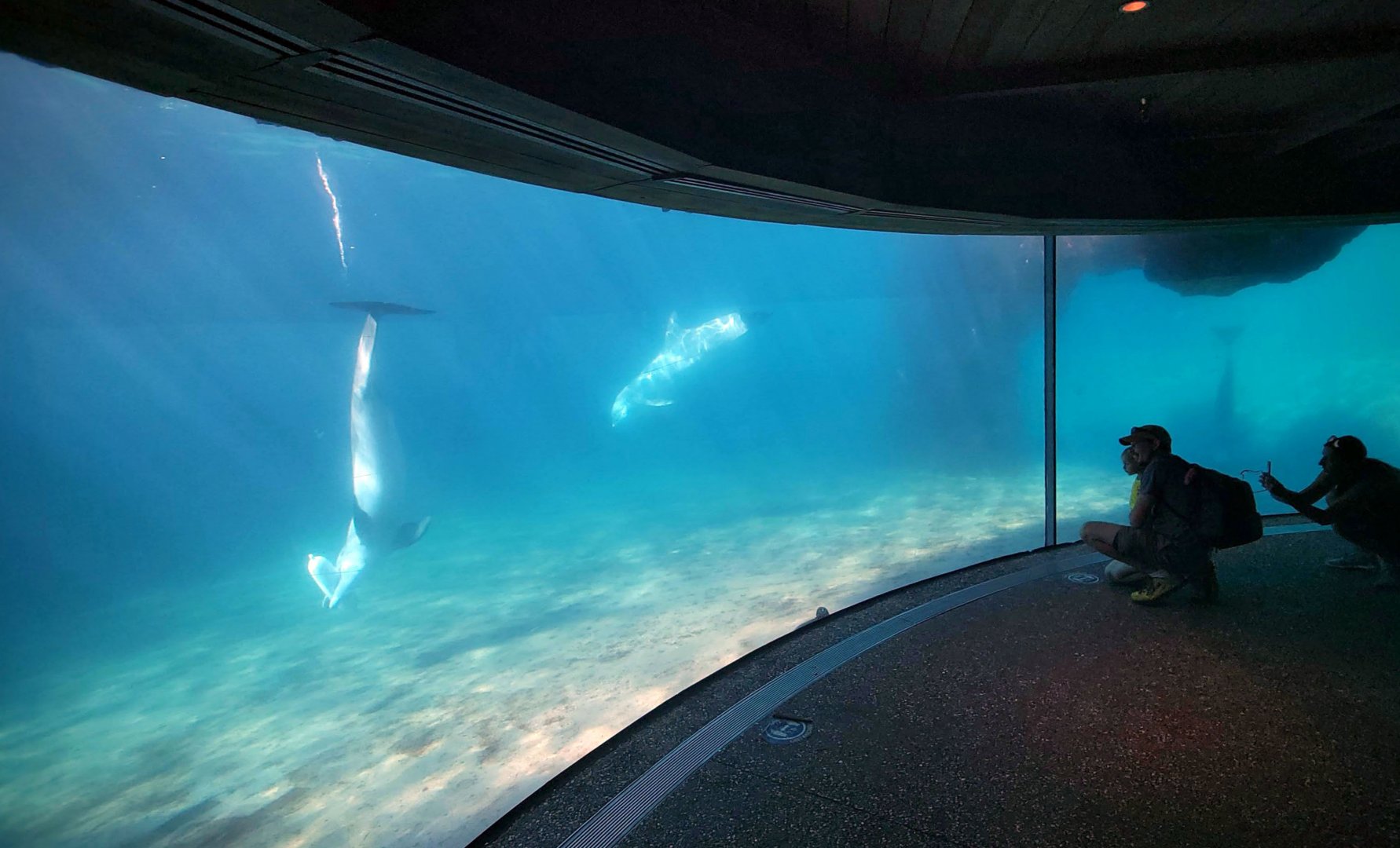 May. 2021 - Dolphin Cove - Underwater Viewing