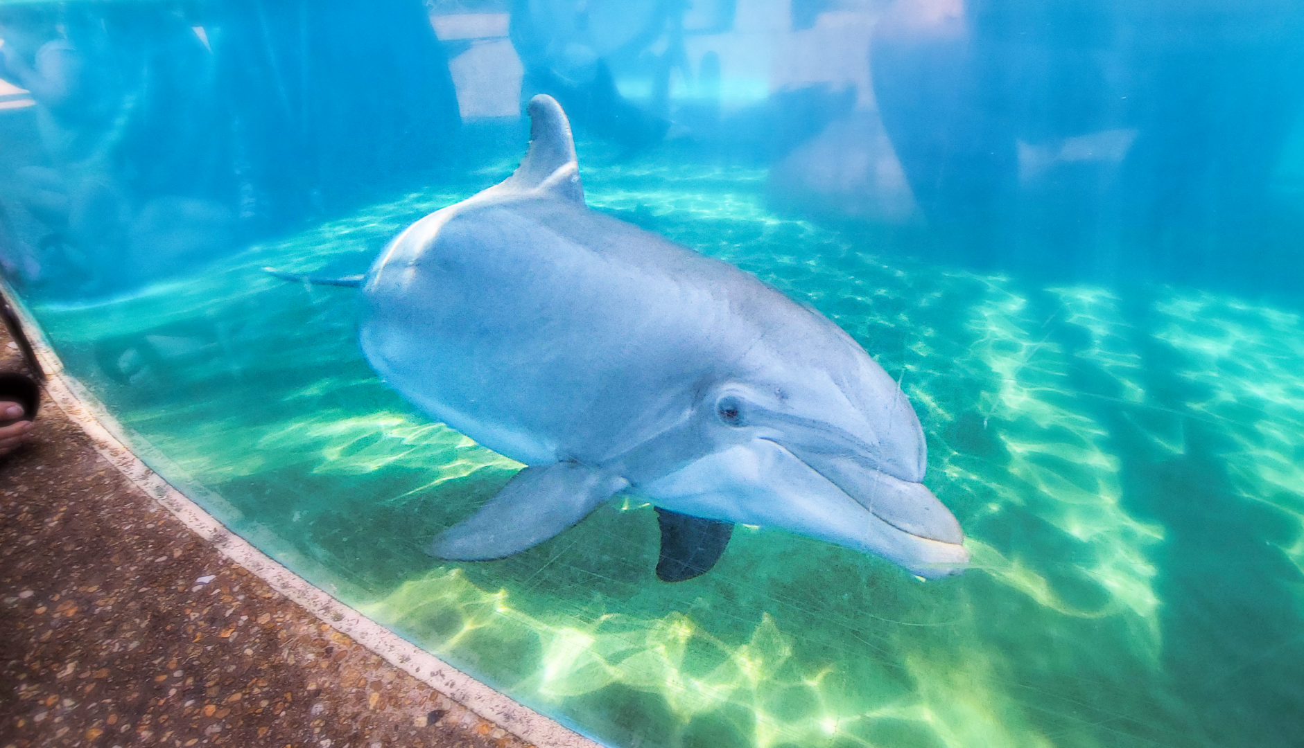 May. 2021 - Dolphin Nursery
