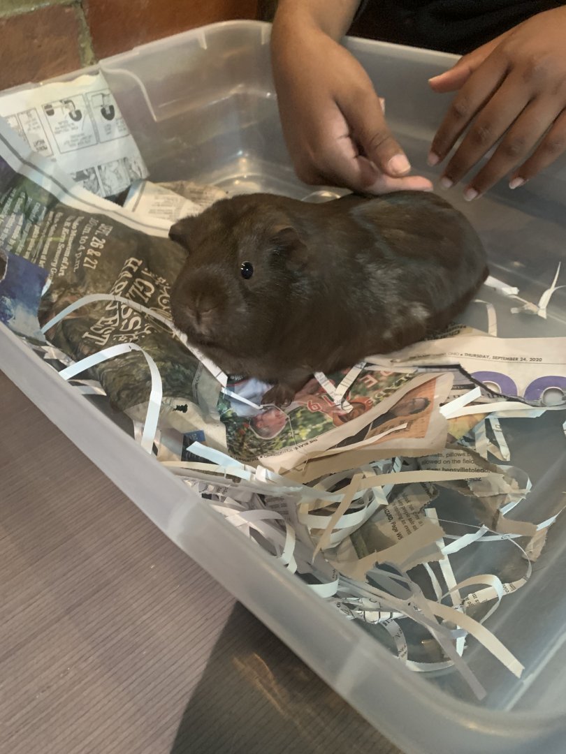 May 2021- Domestic guinea pig