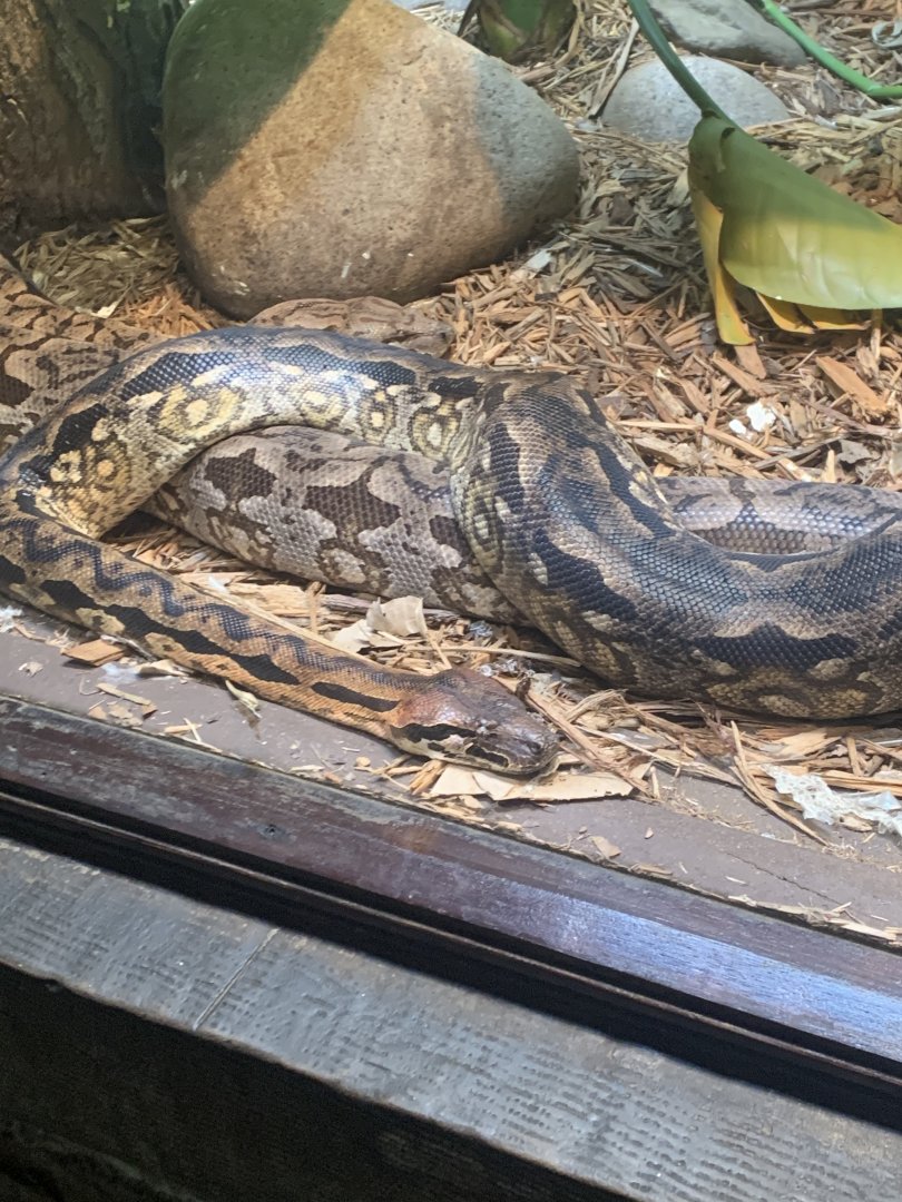 May 2021- Dumeril’s boa and Madagascar ground boa