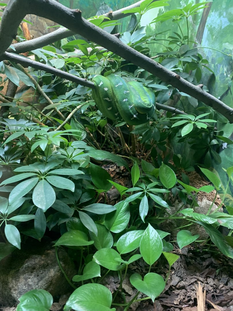 May 2021- Emerald tree boa