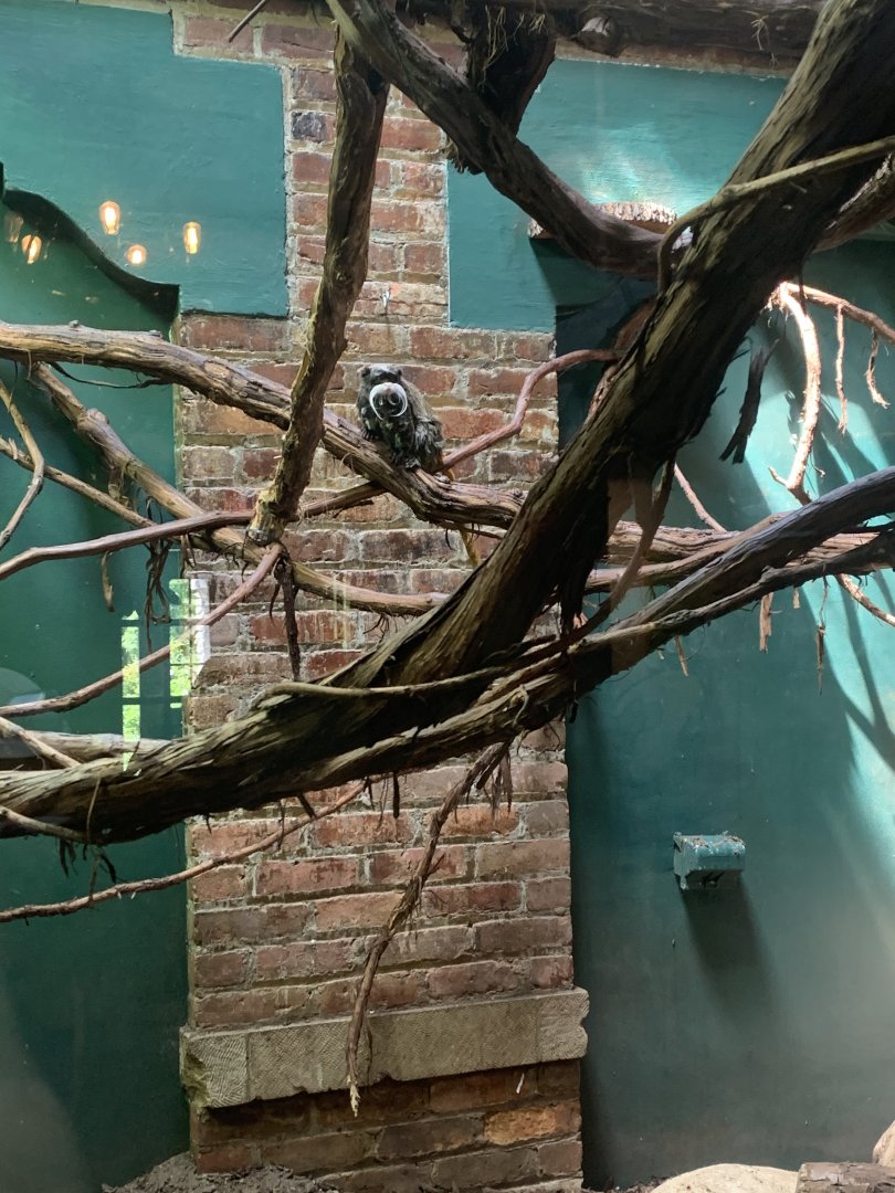 May 2021- Emperor tamarin