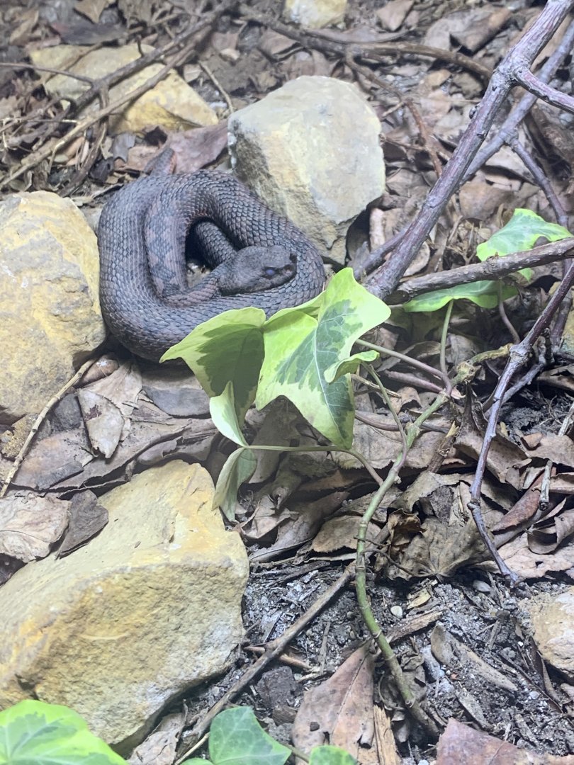 May 2021- European long-nosed viper