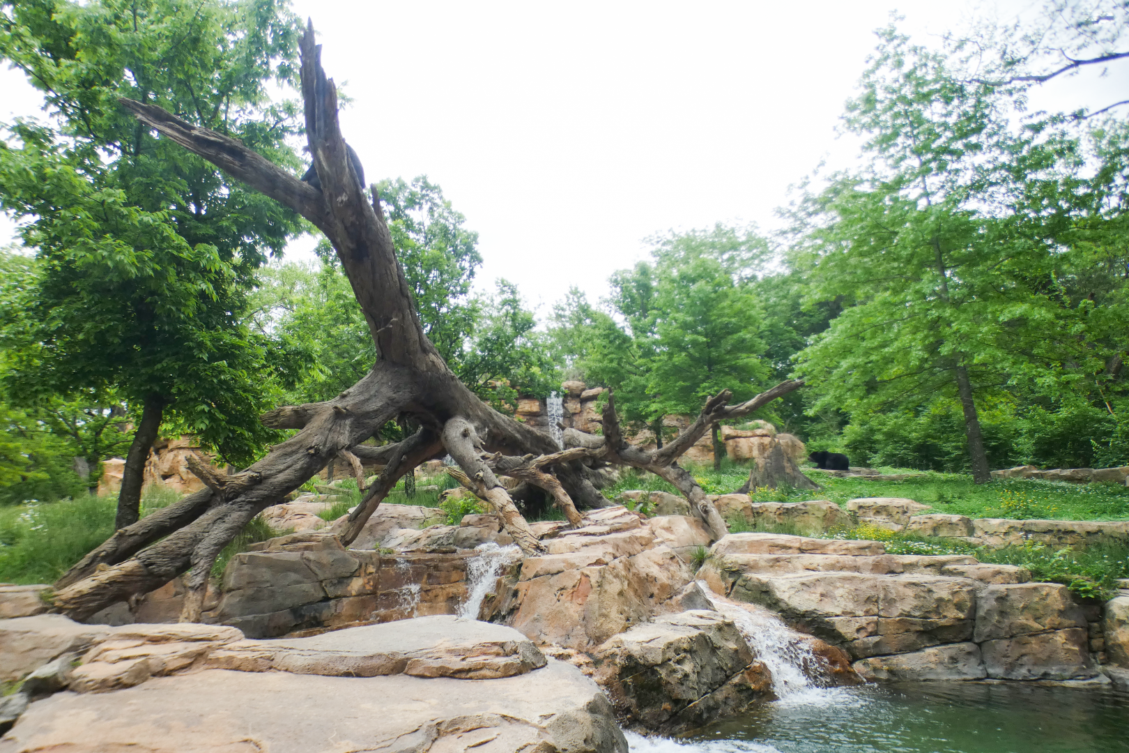 May. 2021 - Expedition Peru - Spectacled Bear Exhibit (Find Two)