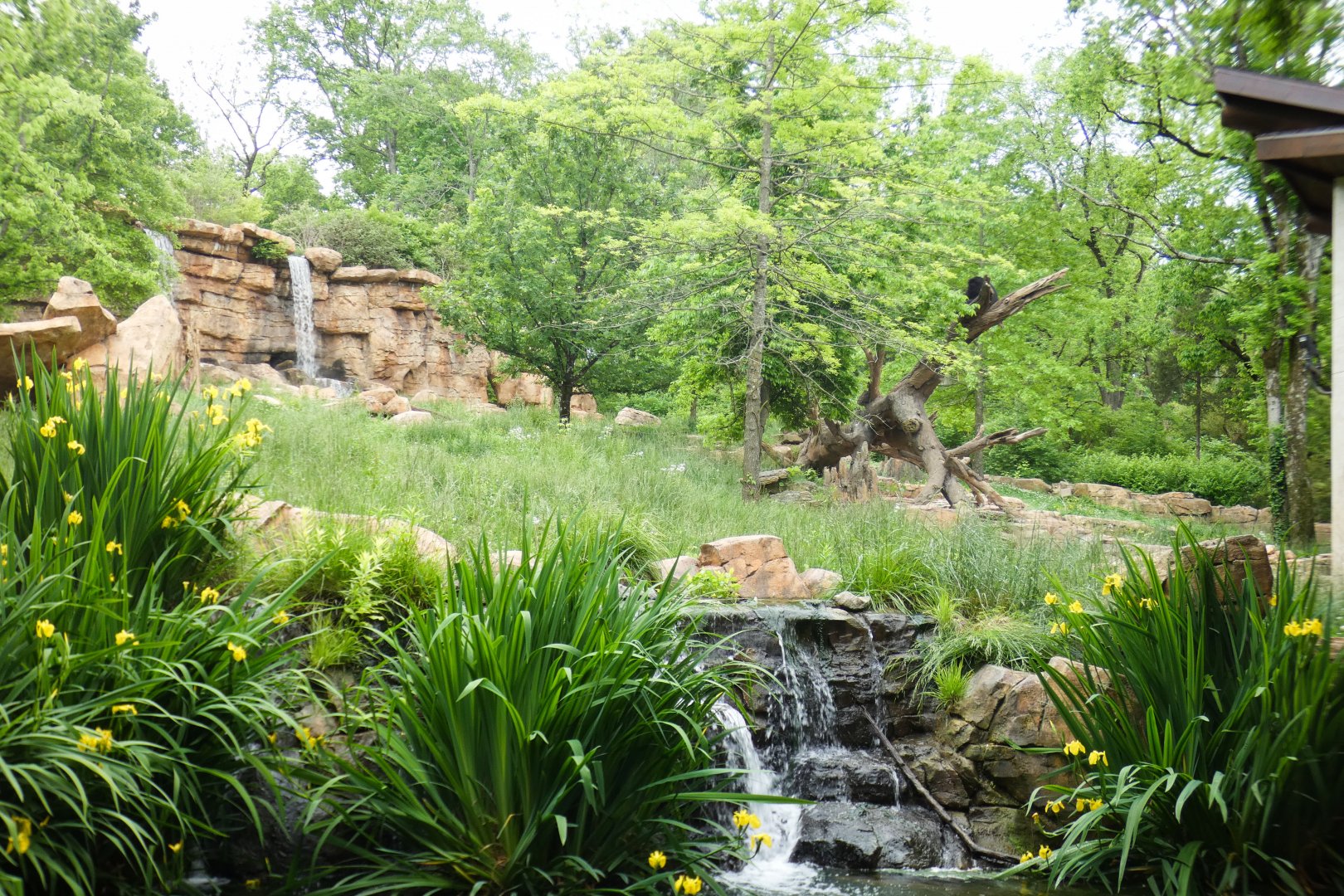 May. 2021 - Expedition Peru - Spectacled Bear Exhibit