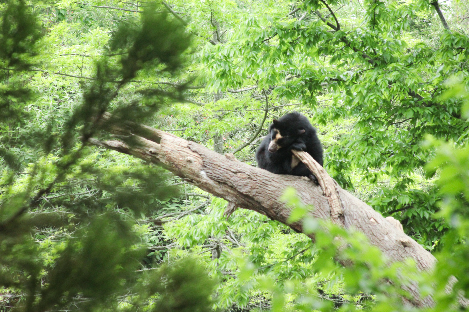 May. 2021 - Expedition Peru - Spectacled Bear (From Tiger Crossroads)