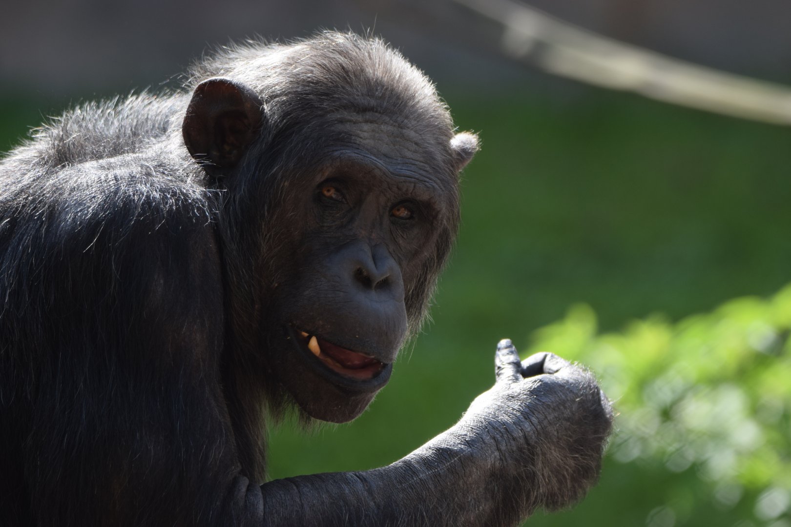 [May 2021] Fragile Forest- chimpanzee (Pan troglodytes) chewing