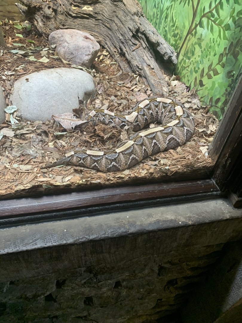 May 2021- Gaboon viper