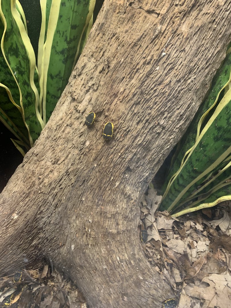May 2021- Garden fruit chafer