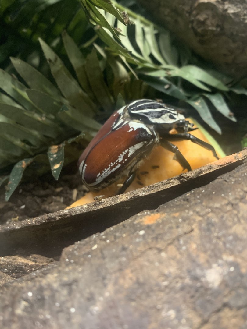 May 2021- Goliath beetle