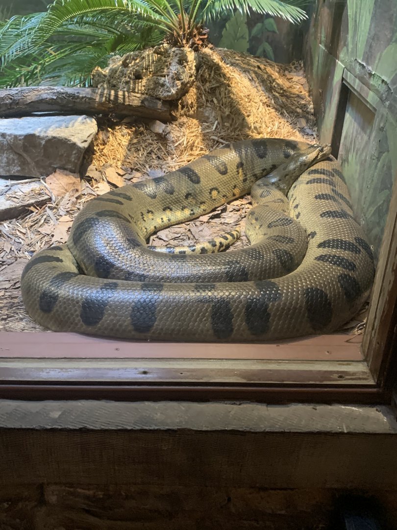May 2021- Green anaconda