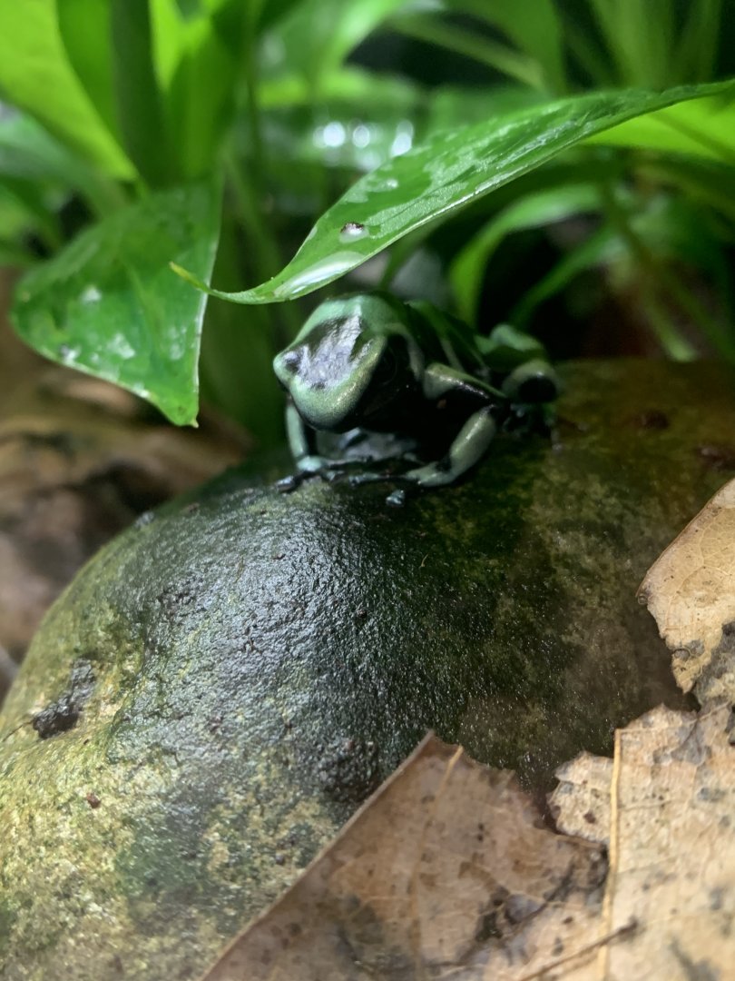 May 2021- Green-and-black poison-dart frog