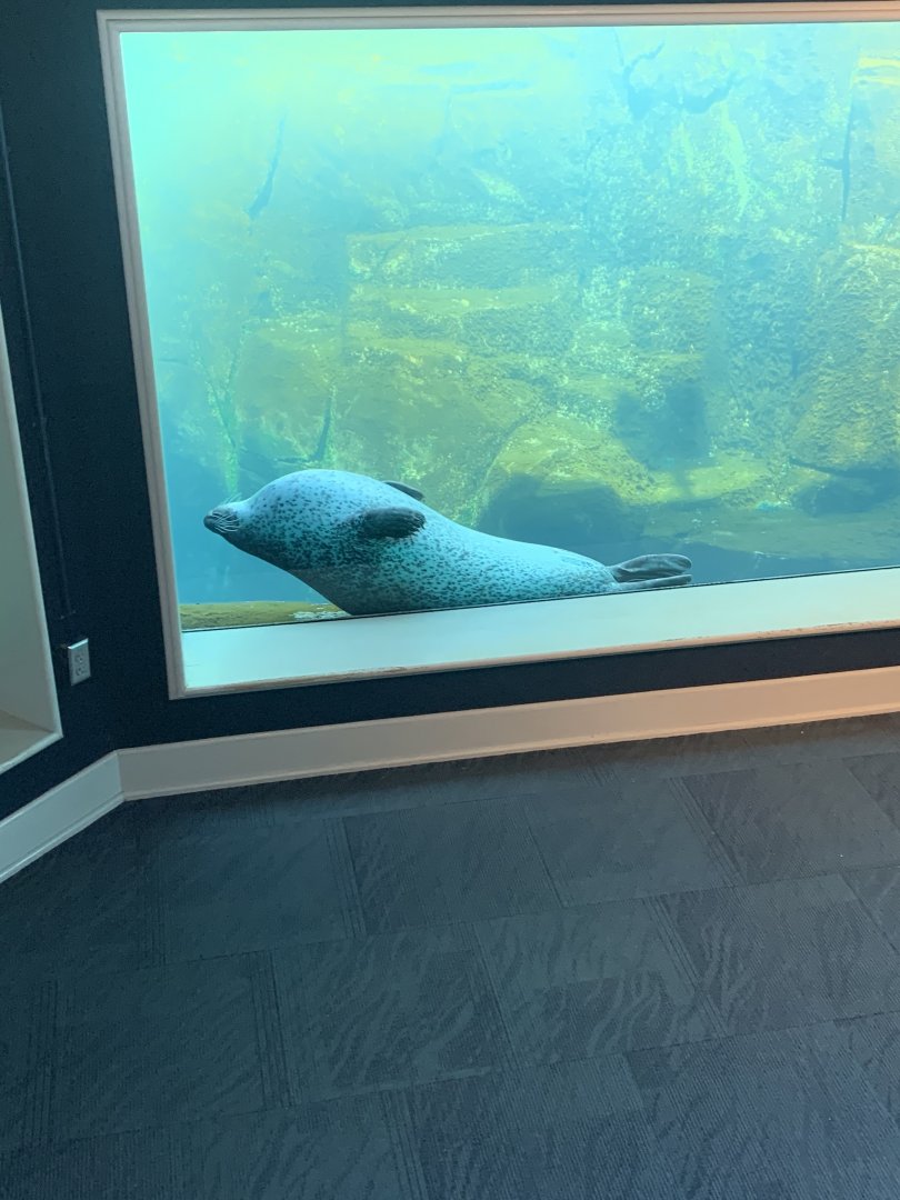 May 2021- Harbour seal