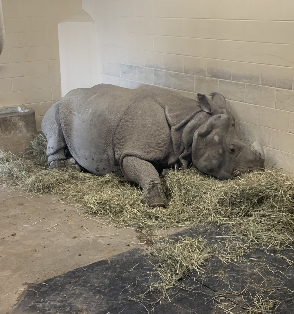 May 2021- Indian rhinoceros