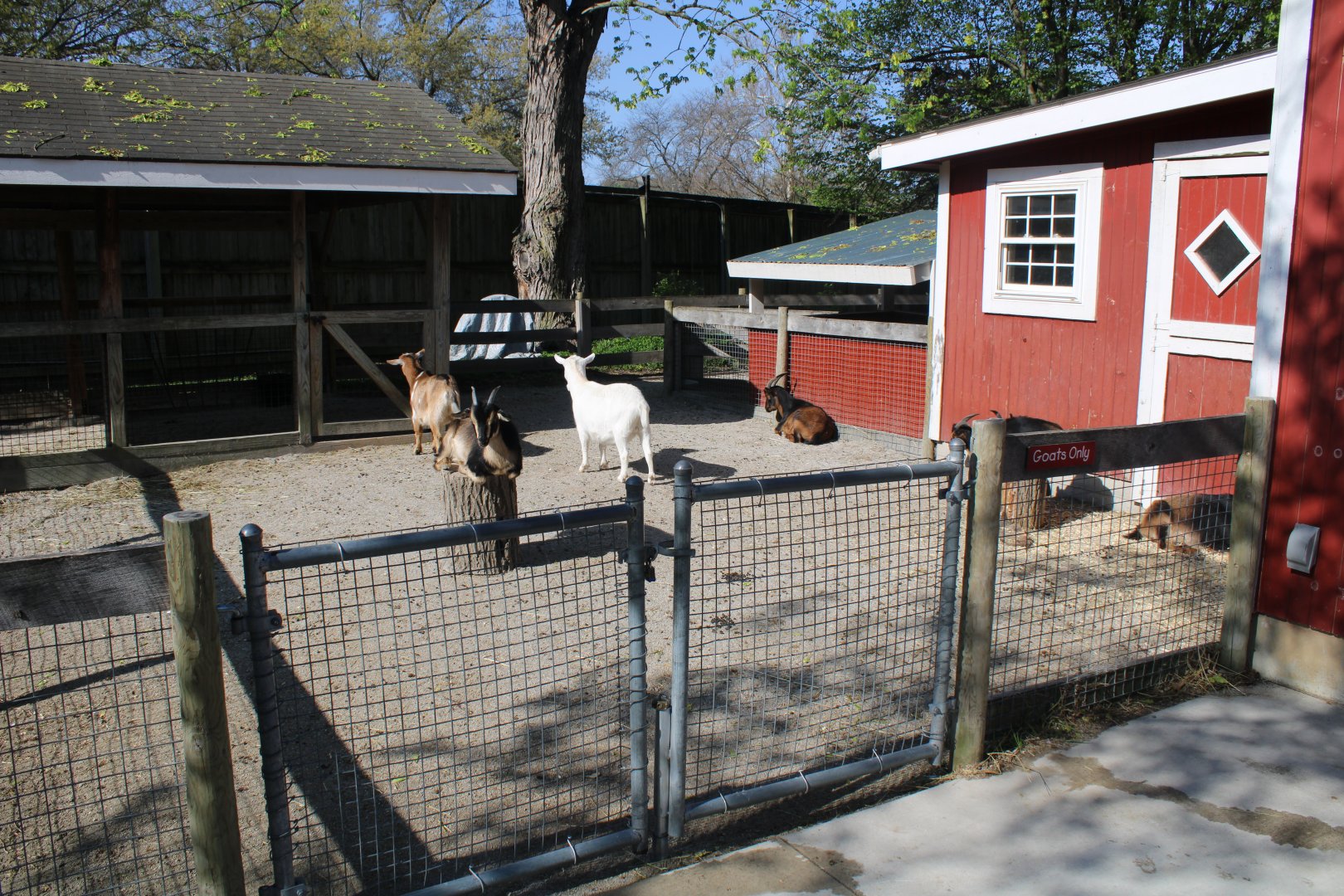 May. 2021 - Indiana Family Farm - Goat Yard