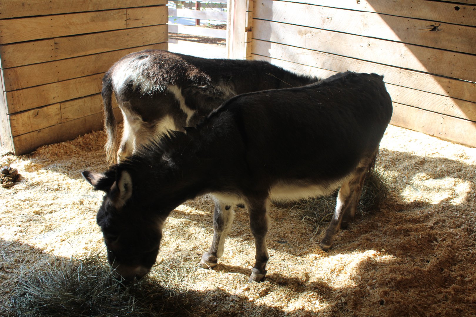 May. 2021 - Indiana Family Farm - Miniature Donkeys