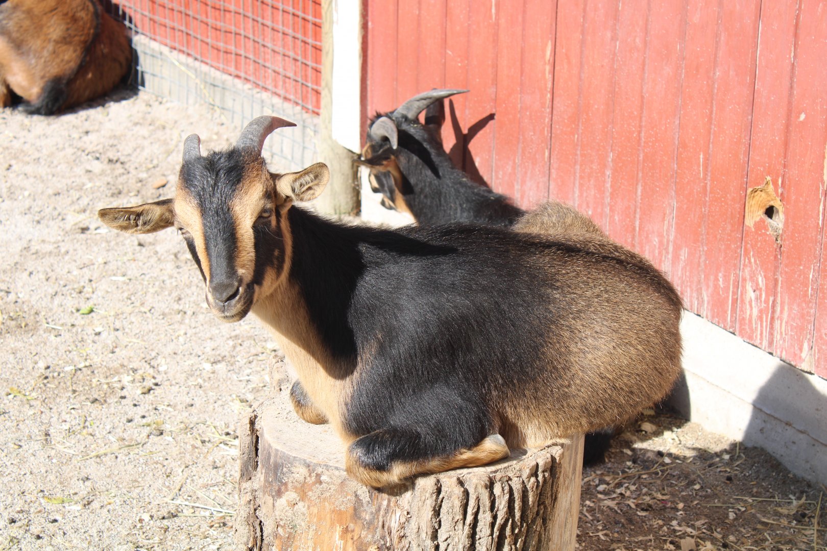 May. 2021 - Indiana Family Farm - Pygmy Goats