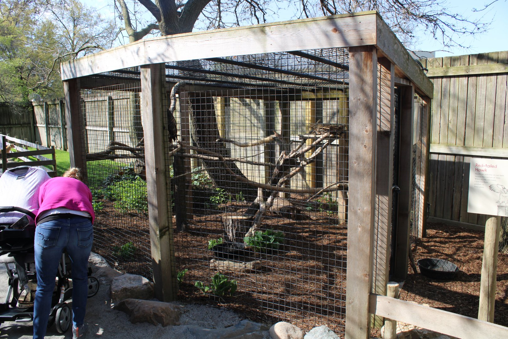 May. 2021 - Indiana Family Farm - Red-tailed Hawk Exhibit