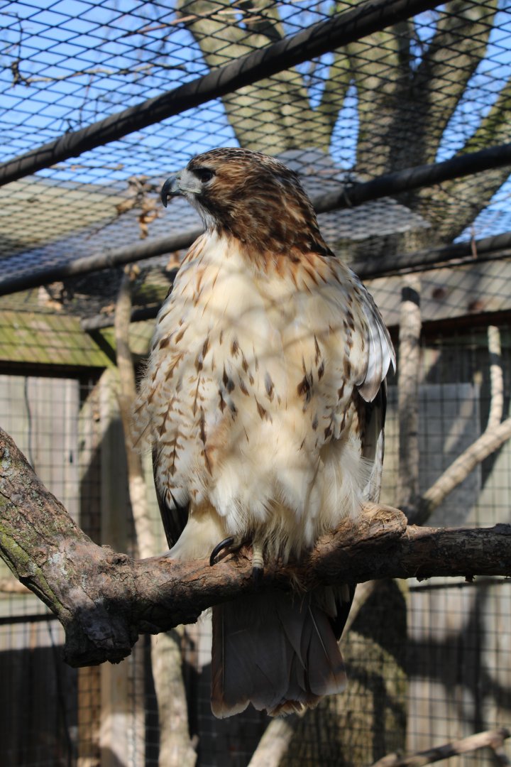 May. 2021 - Indiana Family Farm - Red-tailed Hawk