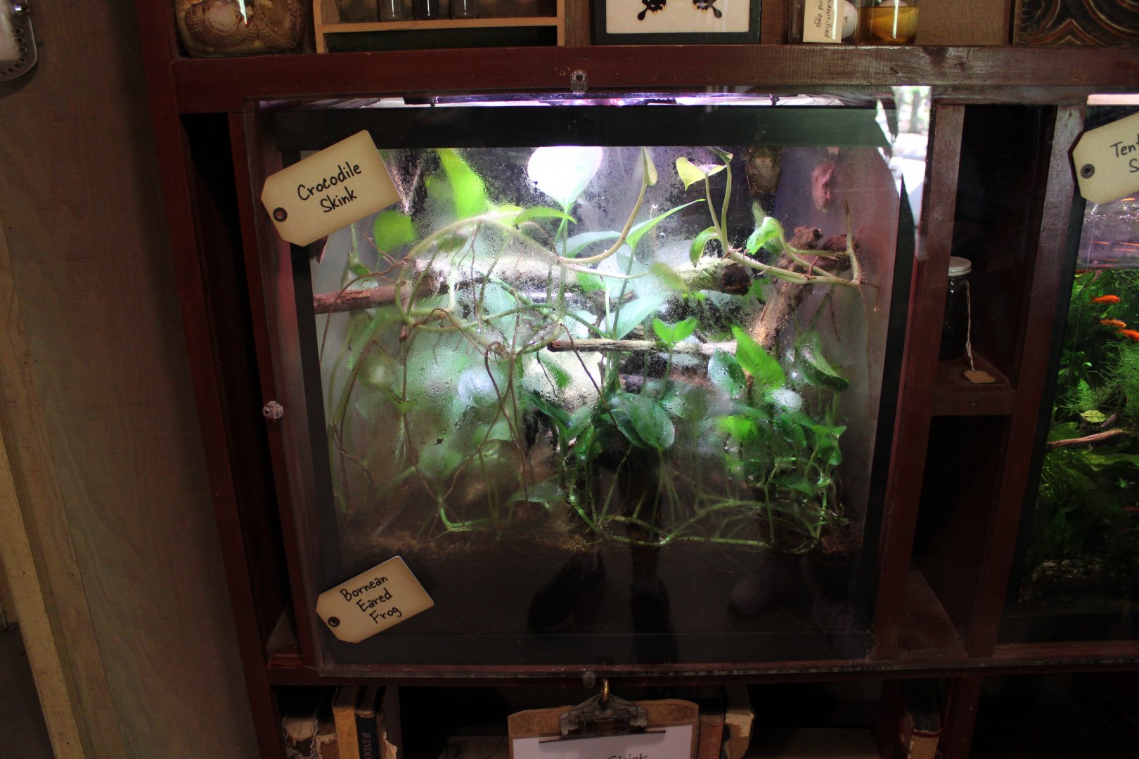 May. 2021 - Indonesian Rainforest - Crocodile Skink/Borneo Eared Frog Exhibit