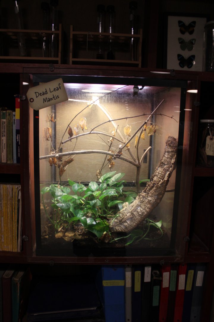 May. 2021 - Indonesian Rainforest - Dead Leaf Mantis Exhibit