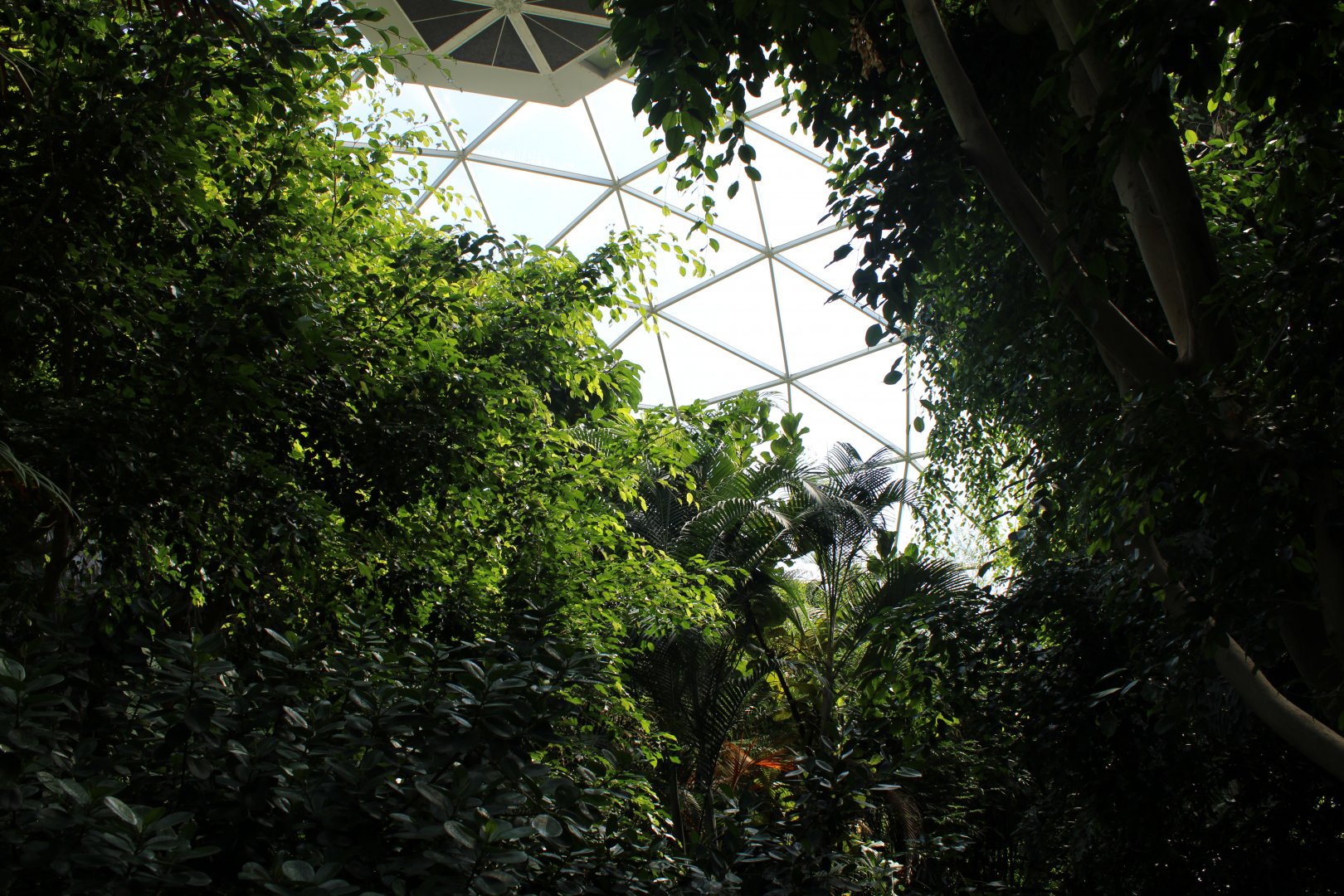 May. 2021 - Indonesian Rainforest - Dome