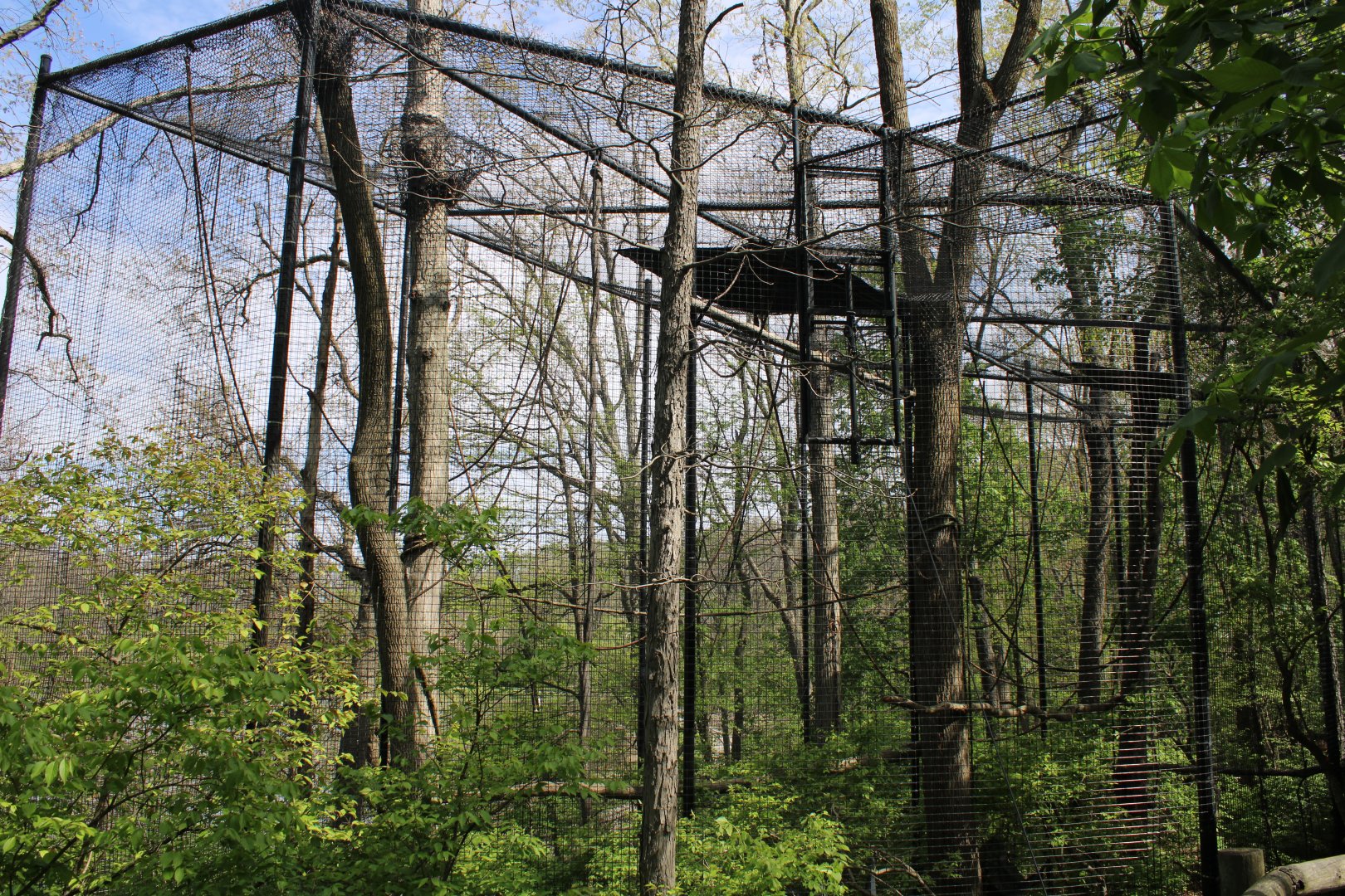 May. 2021 - Indonesian Rainforest - Javan Gibbon Exhibit