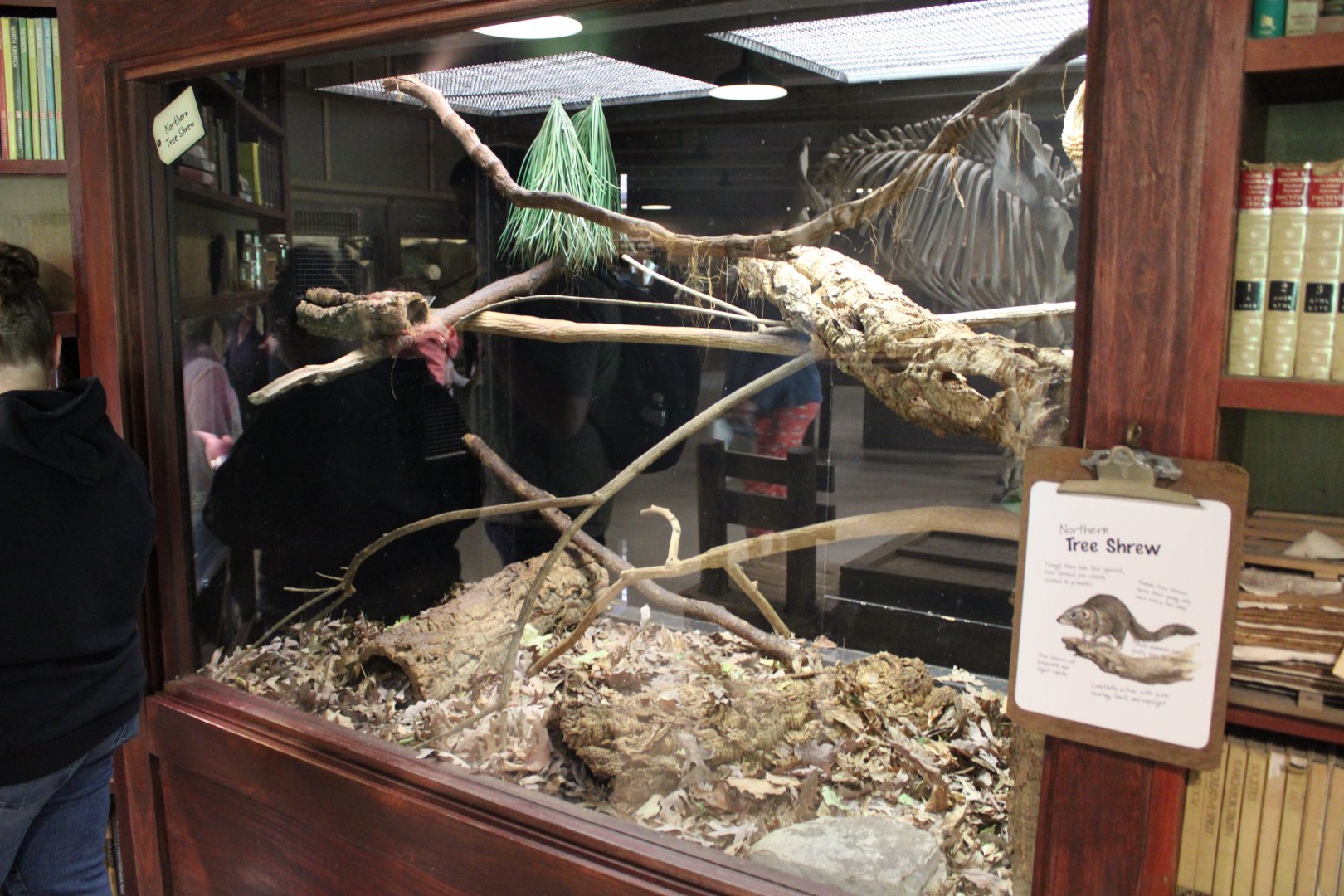 May. 2021 - Indonesian Rainforest - Northern Tree Shrew Exhibit