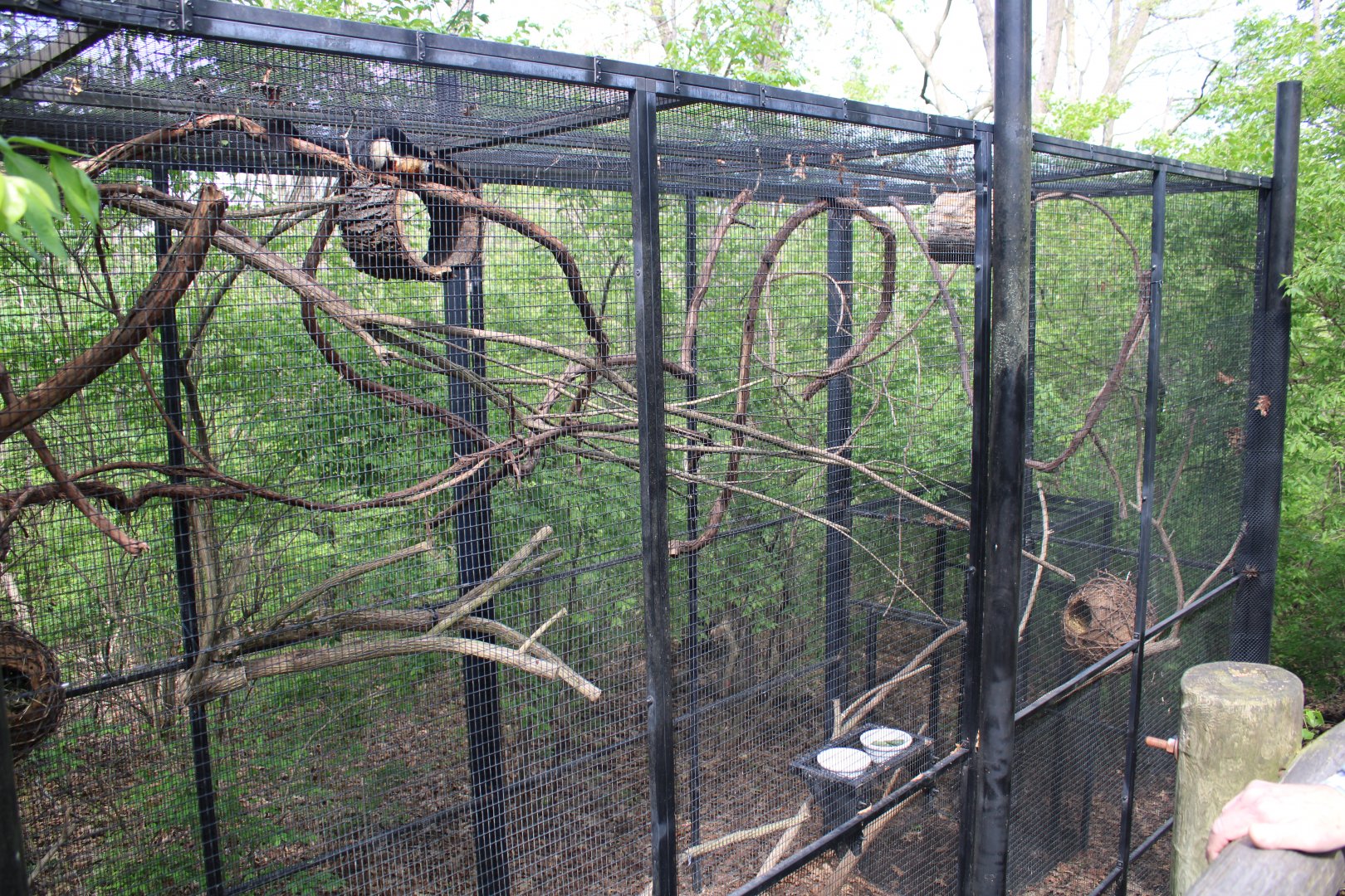 May. 2021 - Indonesian Rainforest - Prevost's Squirrel Exhibit