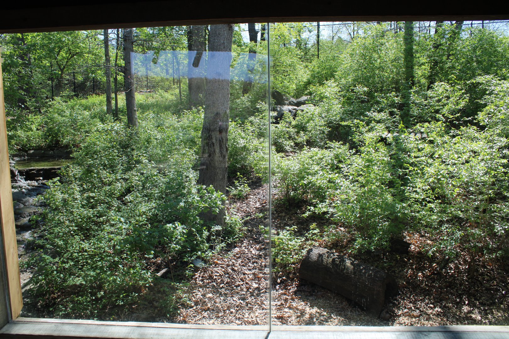 May. 2021 - Indonesian Rainforest - Sumatran Tiger Exhibit