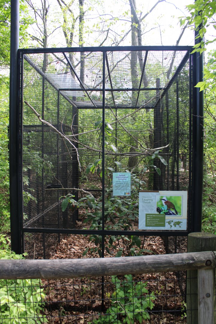 May. 2021 - Indonesian Rainforest - White-crested Laughing Thrush Exhibit