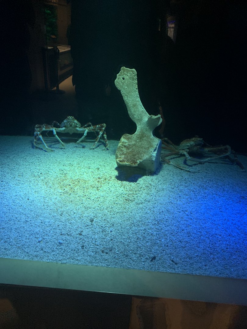 May 2021- Japanese spider crabs