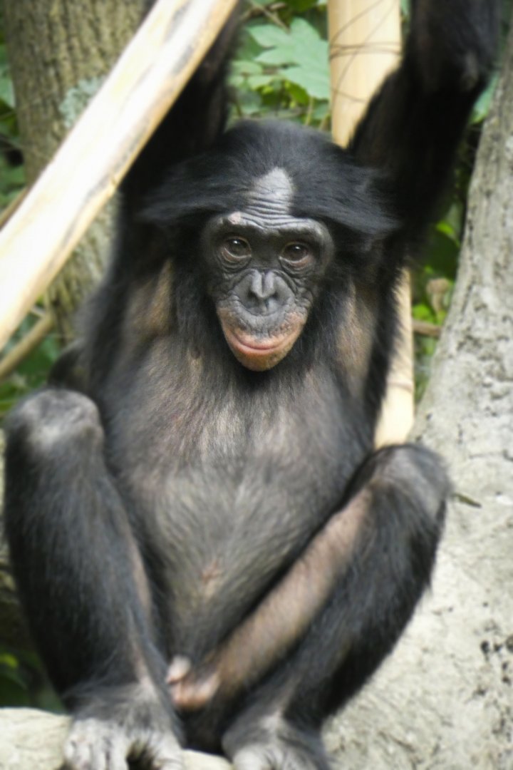 May. 2021 - Jungle Trails - Bonobo