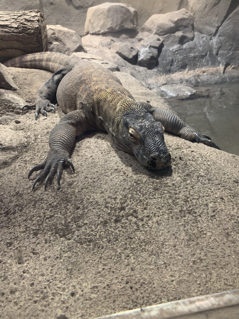 May 2021- Komodo dragon