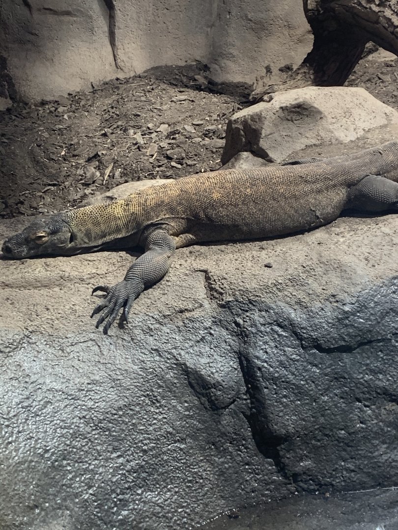 May 2021- Komodo dragon