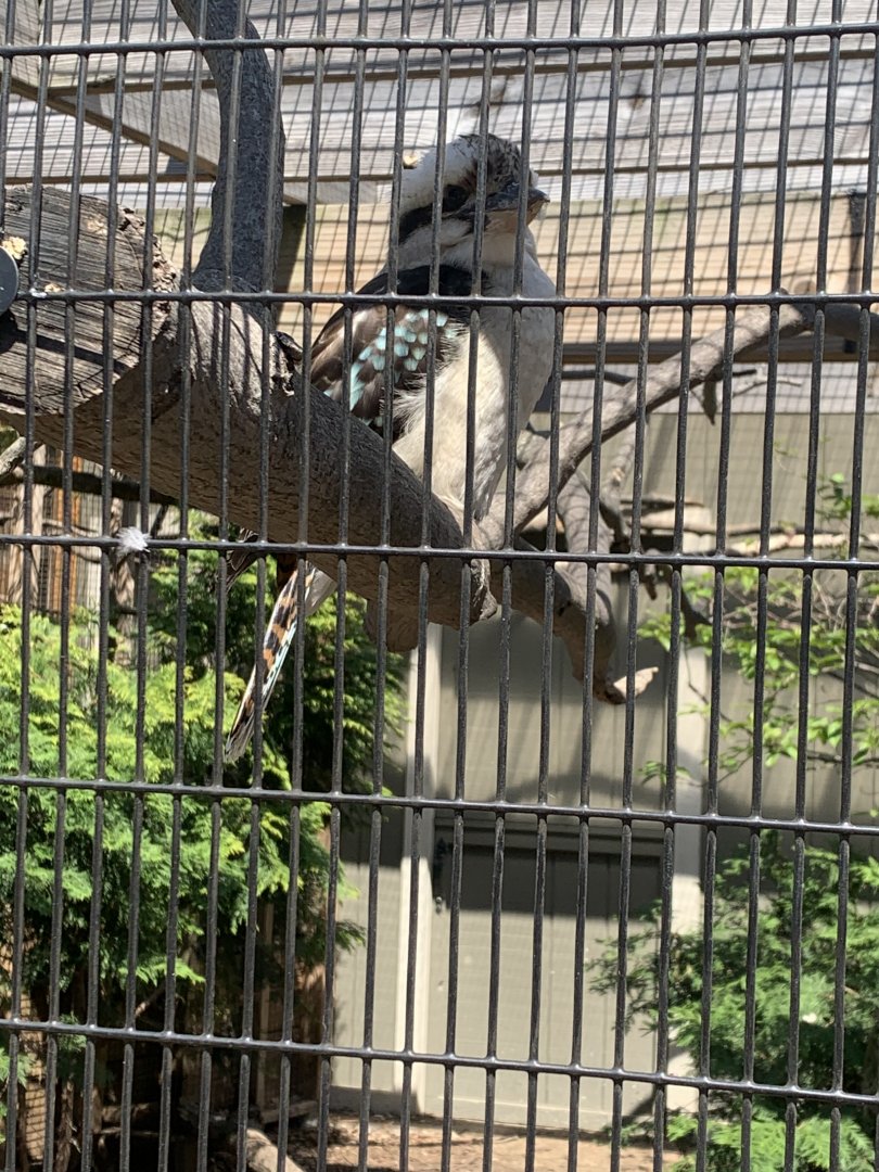 May 2021- Laughing kookaburra