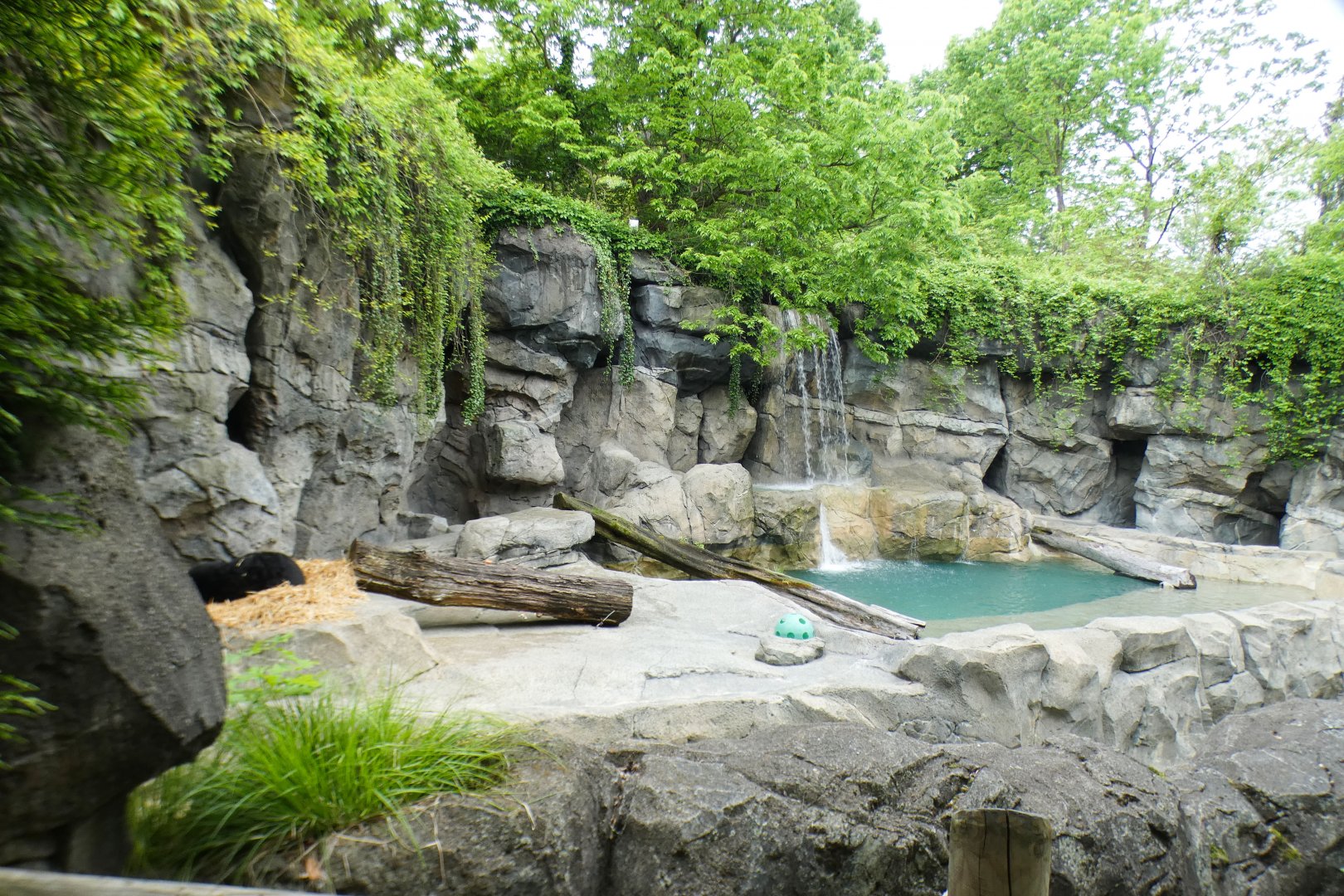 May. 2021 - Lords of the Arctic - Spectacled Bear Exhibit (Former Polar Bear)
