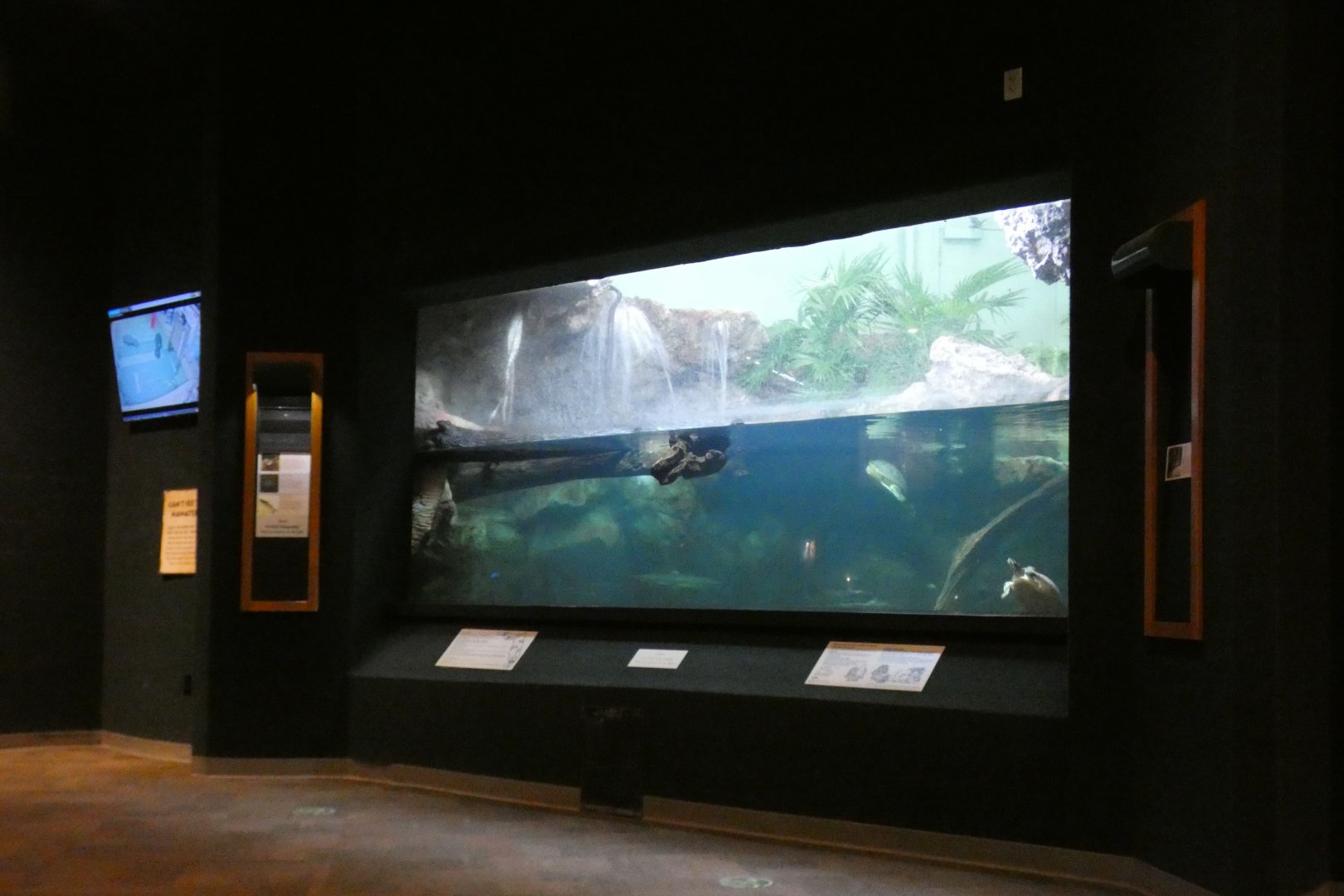 May. 2021 - Manatee Springs - Cooter Tank