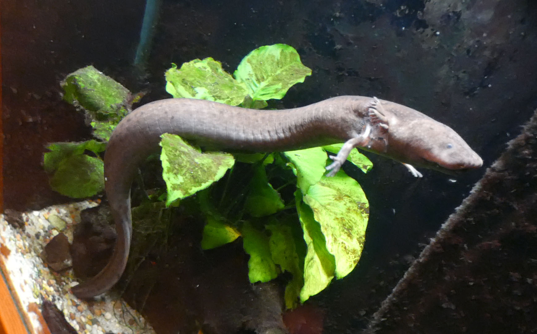 May. 2021 - Manatee Springs - Greater Siren