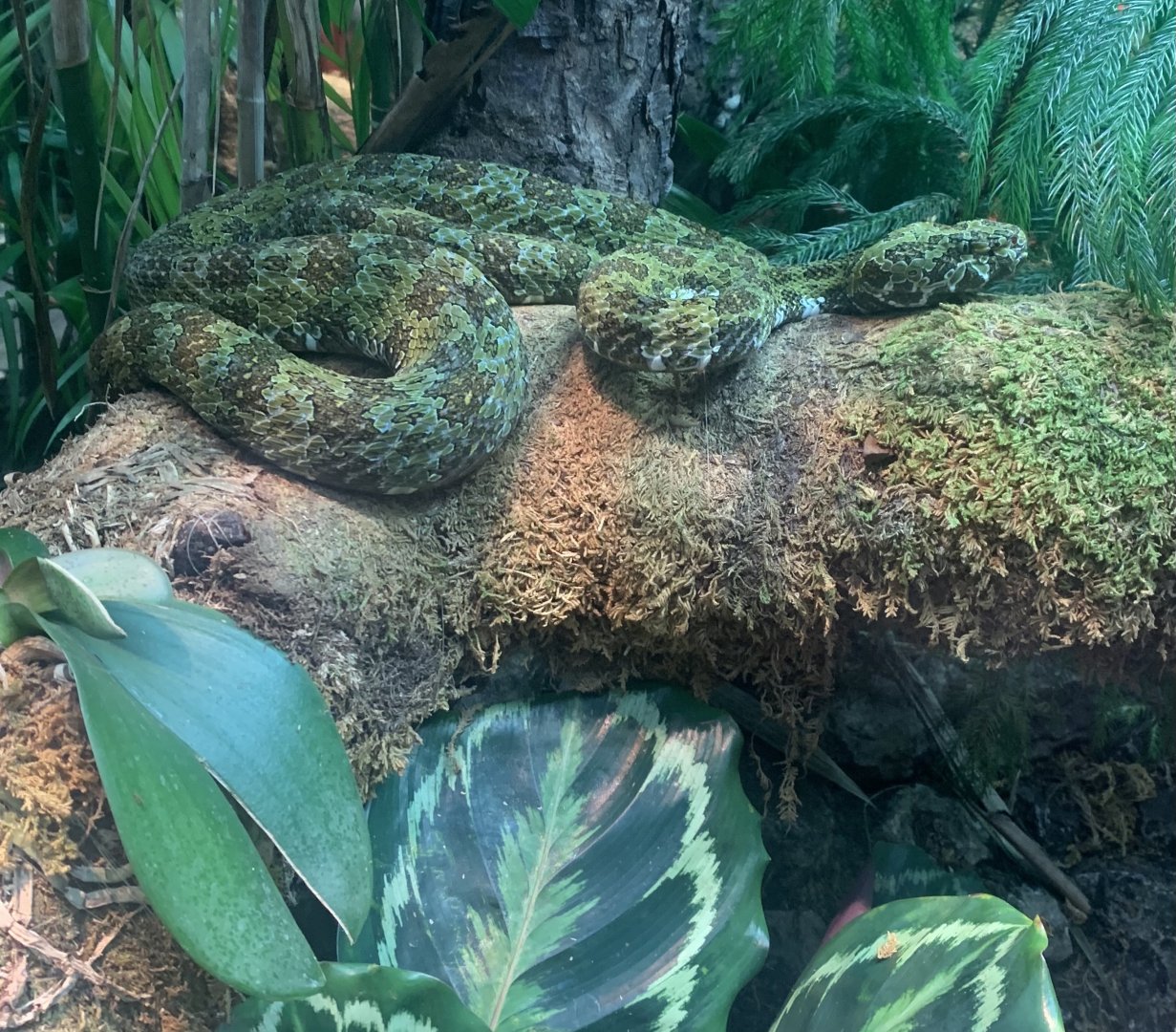 May 2021- Mangshan viper