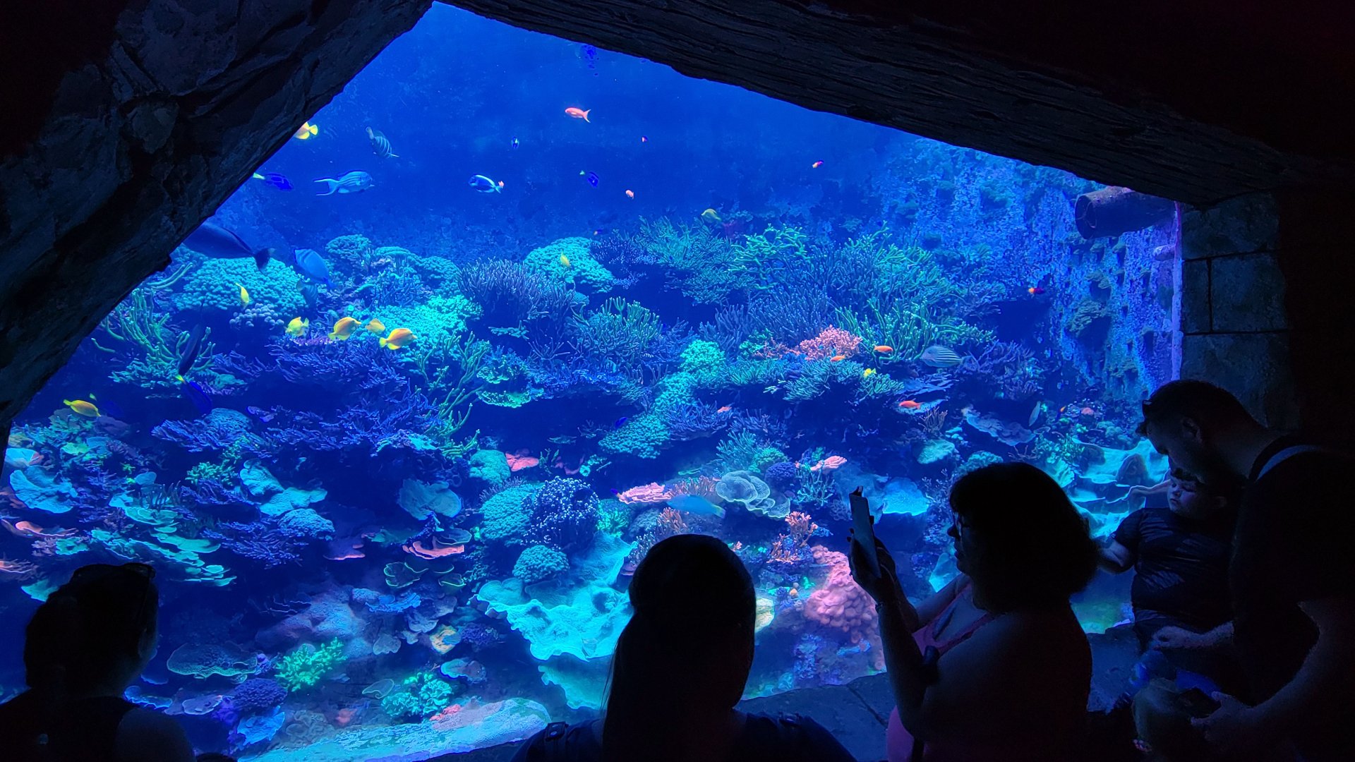 May. 2021 - Manta Aquarium - Coral Reef Tank (11+ Species)