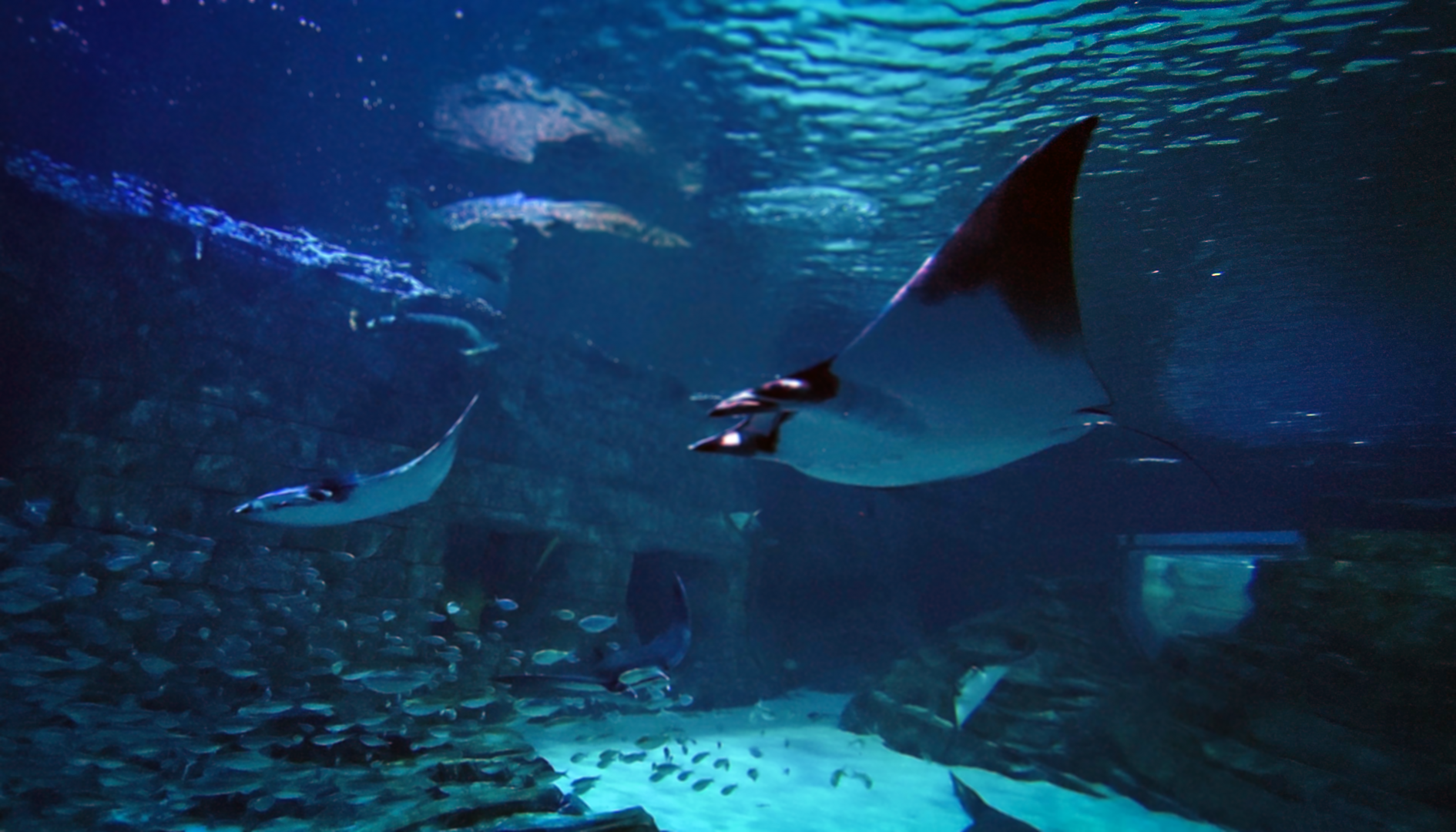 May. 2021 - Manta Aquarium - Main Tank (10+ Species)