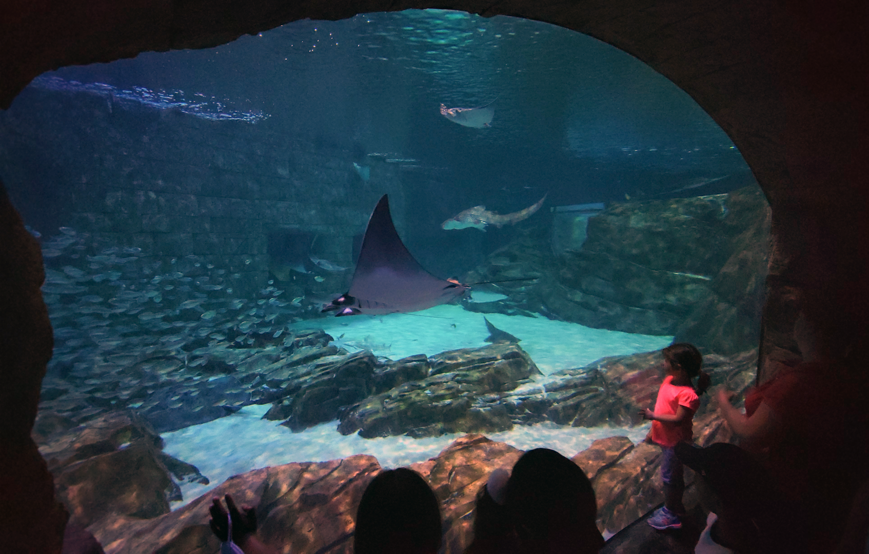 May. 2021 - Manta Aquarium - Main Tank (10+ Species)